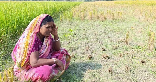 পাকা ধান